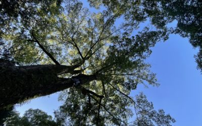 天気が良かったので井の頭公園に行ってきました〜