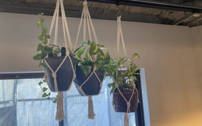 empatiの新しいグリーン～グアバ～