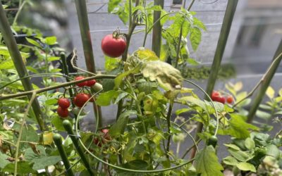 Tokyo Camii~東京ジャーミイ・ディヤーナト トルコ文化センター~